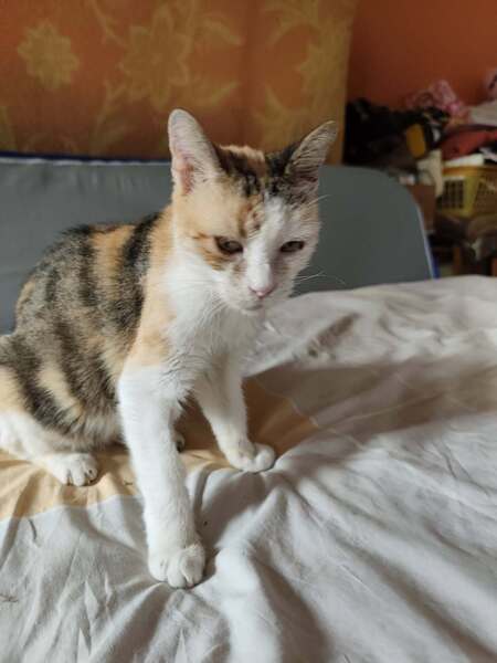 Adopter Bershka 