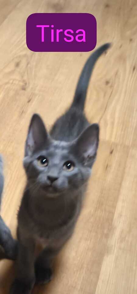 Adopter Tirsa