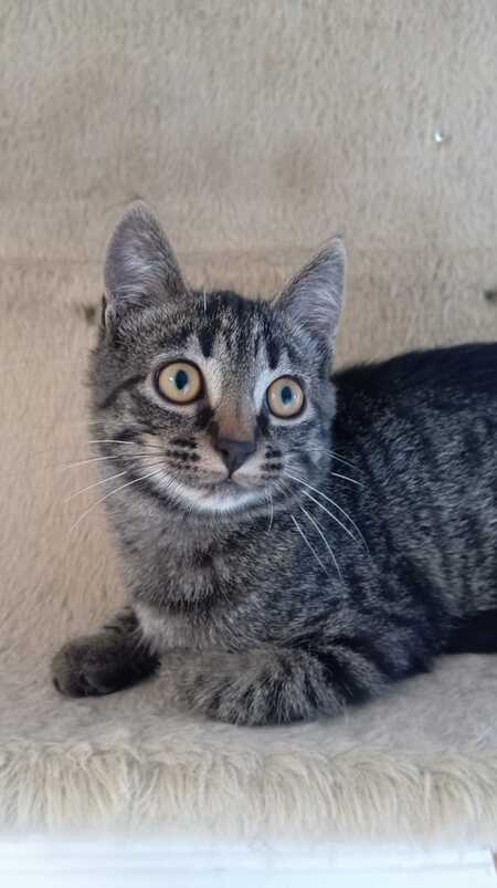 Adopter Malo