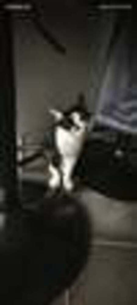 Adopter Onyx