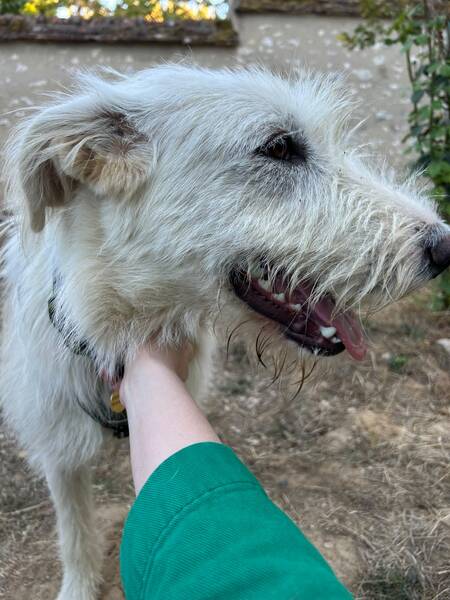 Adopter Perla