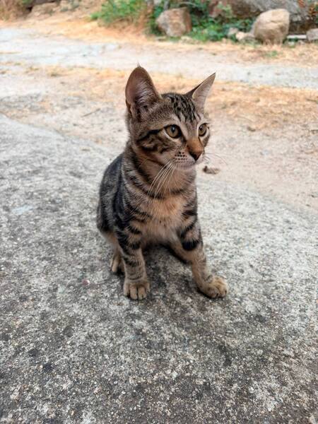 Adopter Barthelemy