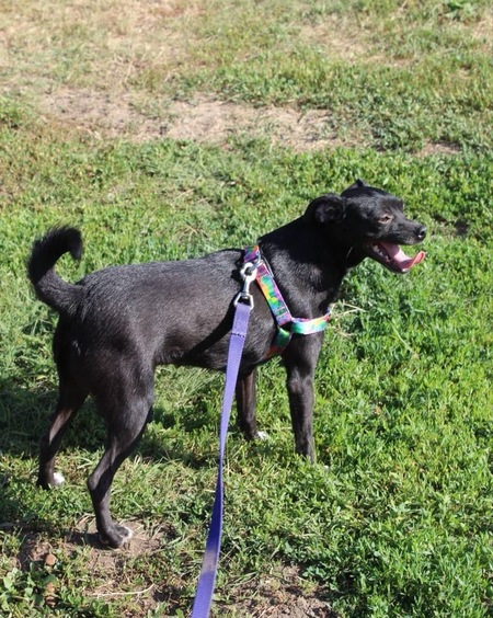 Adopter FIALKA, de Ukraine!