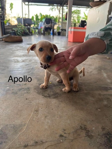 Adopter Apollo