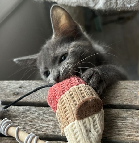 Adopter Addicie et Héméra 