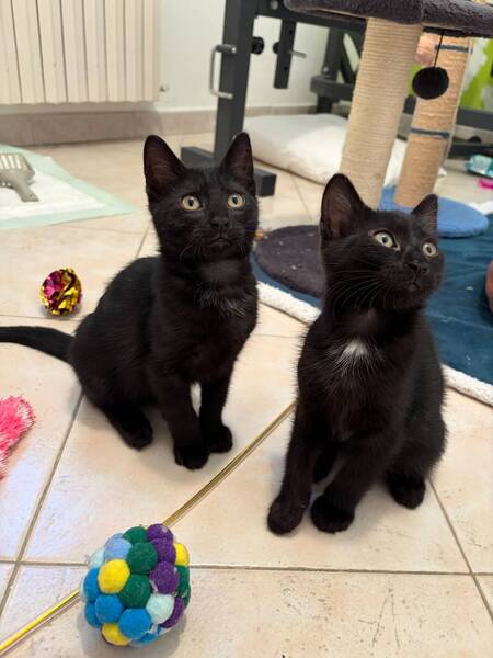 Adopter MEÏ et MICHI