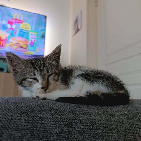 Adopter Byron