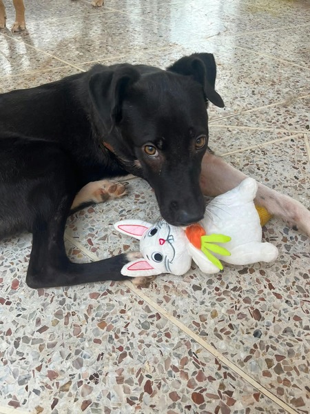 Adopter Thalia
