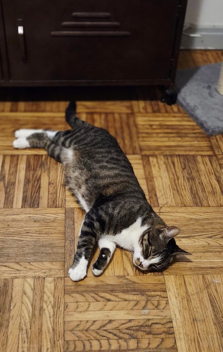 Adopter Voyou 