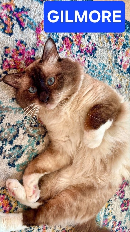 Adopter Gilmore