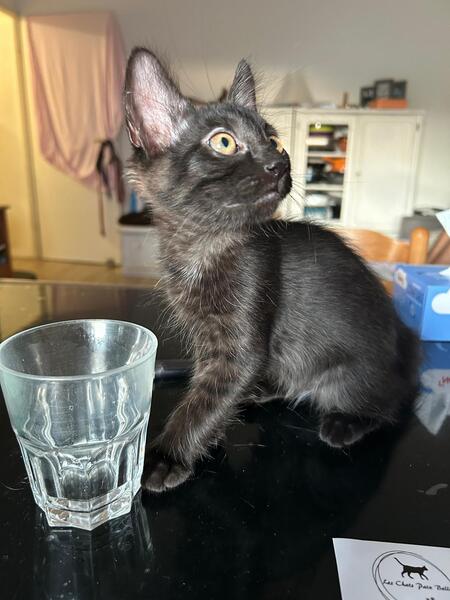 Adopter BELLE
