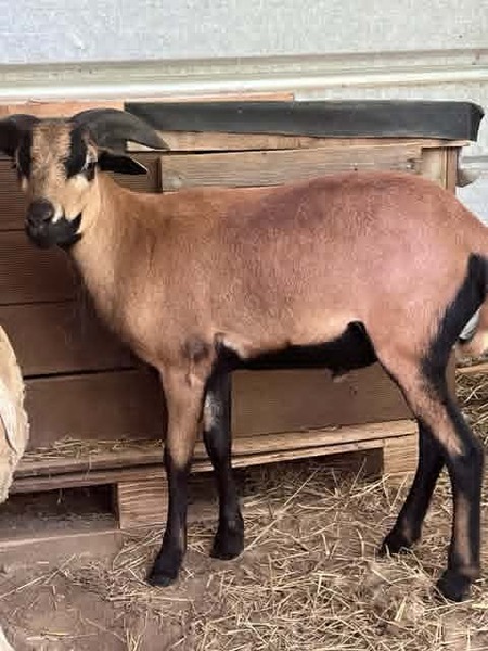Adopter Achille