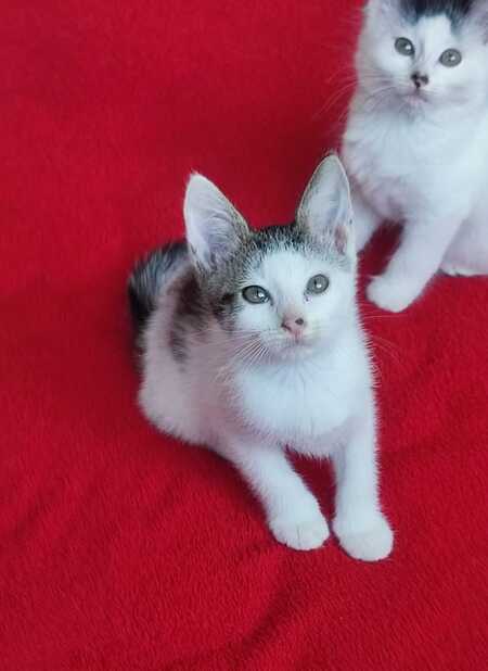 Adopter BRISBANE