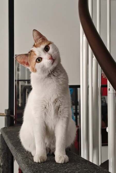 Adopter Arpège