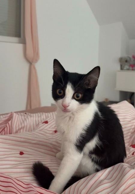 Adopter Kitty