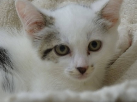 Adopter Nuage