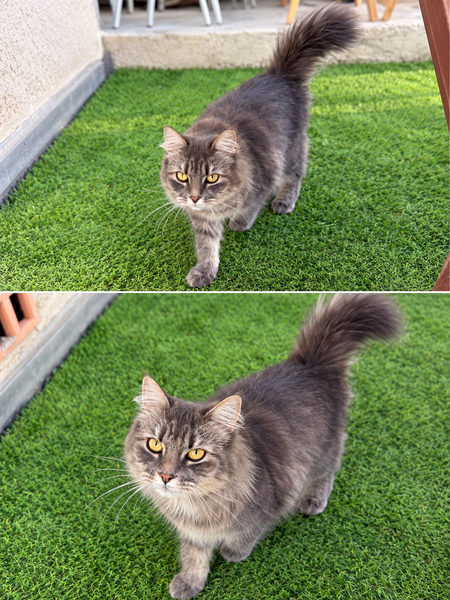 Adopter Mia