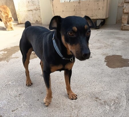 Adopter GALLETA