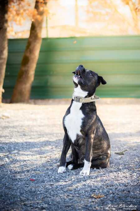 Adopter Echo