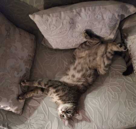 Adopter Luna