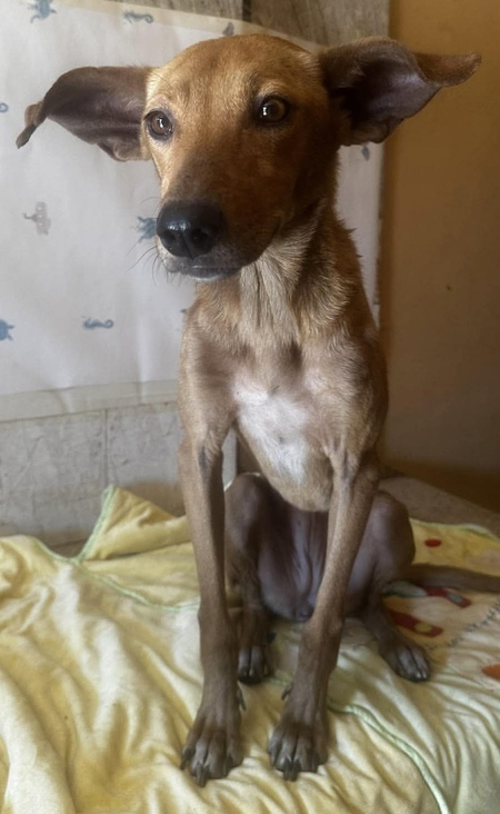 Adopter Ludie