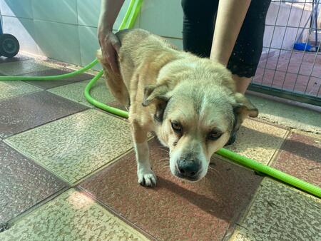Adopter Oscar