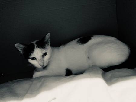 Adopter Charlotte