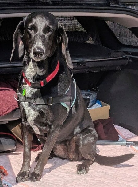 Adopter Kiara