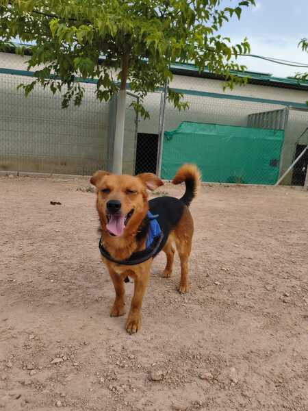 Adopter Bruno