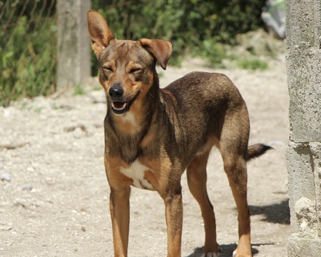 Adopter Luniz