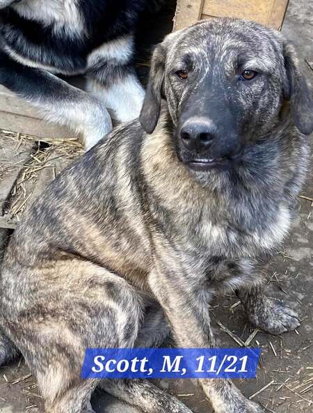 Adopter SCOTT