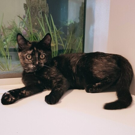 Adopter NALLA