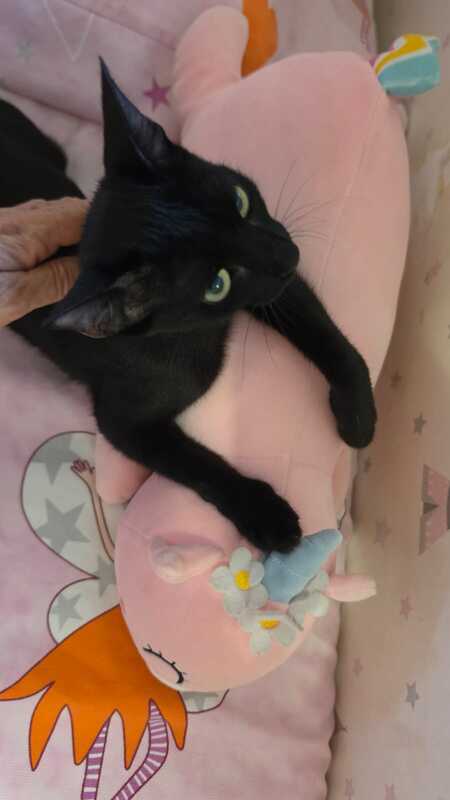 Adopter Julieta