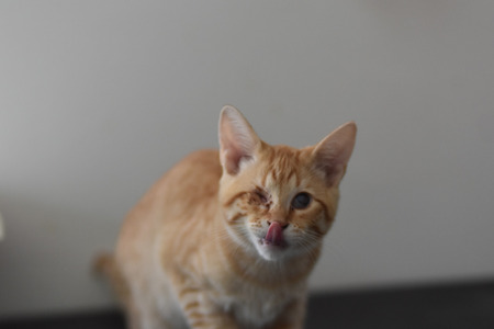 Adopter Tharsis