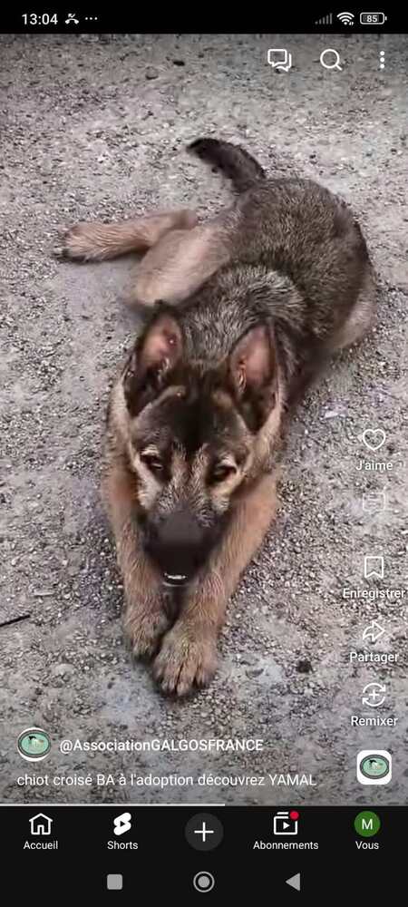 Adopter Yamal