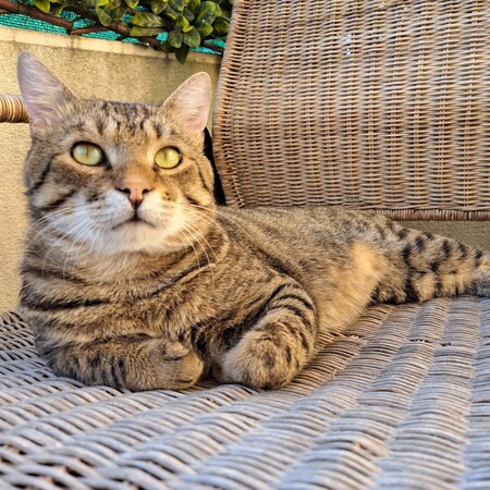 Adopter Bandit