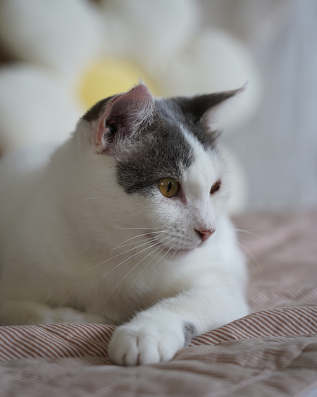 Adopter Tofort