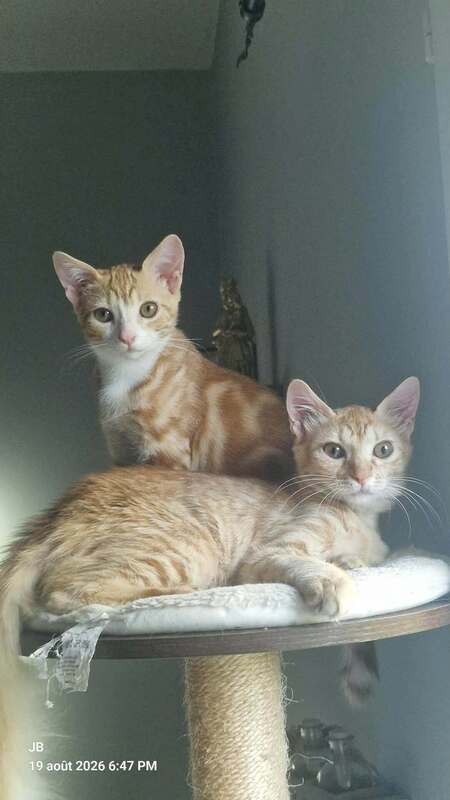 Adopter CYRINE et YSEE