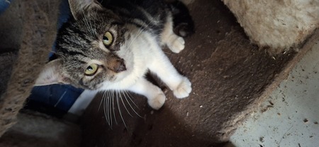 Adopter Frimousse 