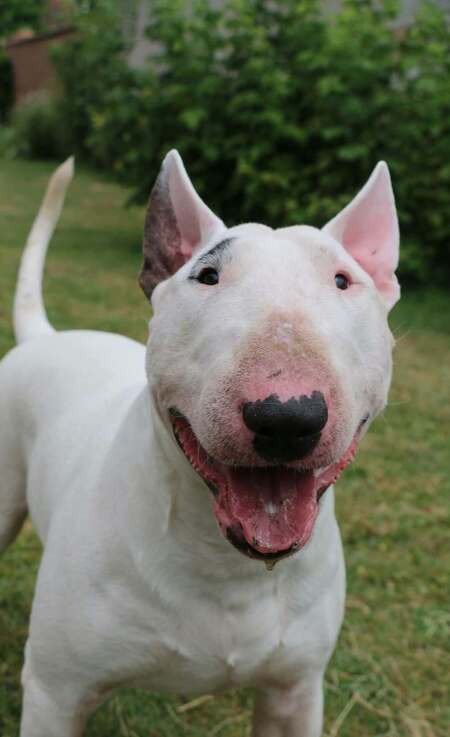 Adopter Hugo
