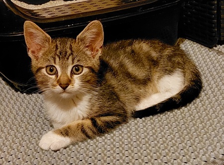 Adopter Brien