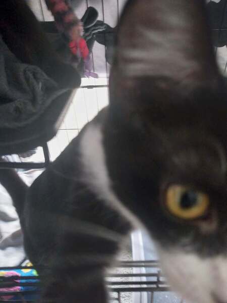 Adopter Biscotte