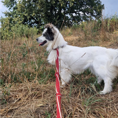 Adopter POMME