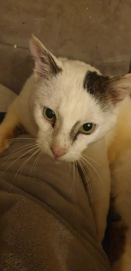 Adopter Chouchou