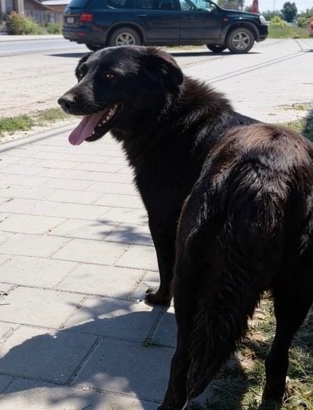 Adopter Zia