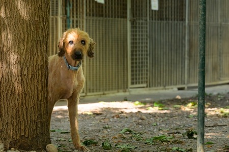 Adopter Loli
