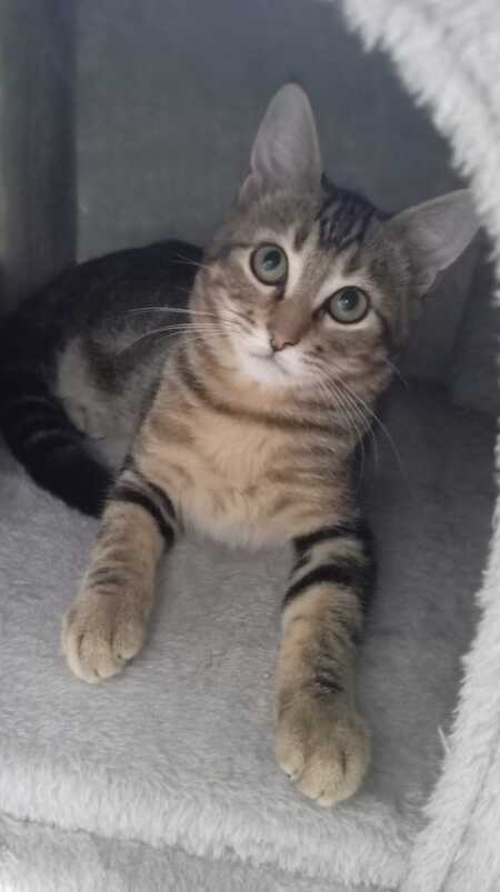 Adopter Calisson