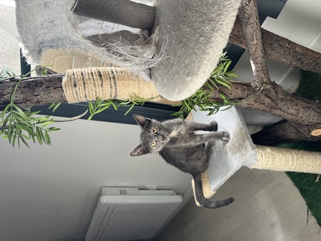 Adopter STELLA