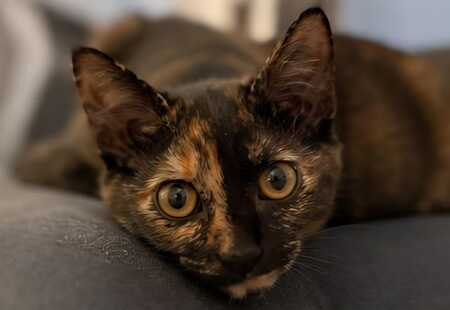 Adopter Miki