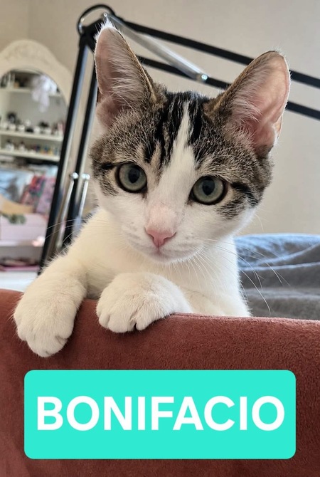 Adopter Bonifacio 